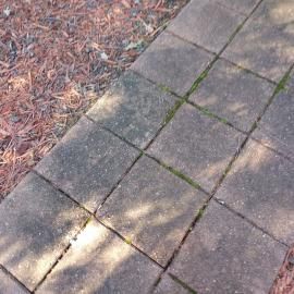 A gray stone walkway borders a bed of brown pine needles and twigs.