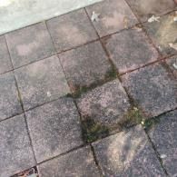 A close-up of dark grey square patio tiles with moss and weeds growing in the gaps between them.