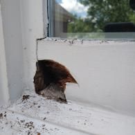 A damaged white window frame showing a large, dark-colored hole with exposed, decaying wooden material underneath.