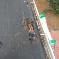 A section of black flat roofing material with a torn, damaged area exposing brown substrate next to a white gutter.