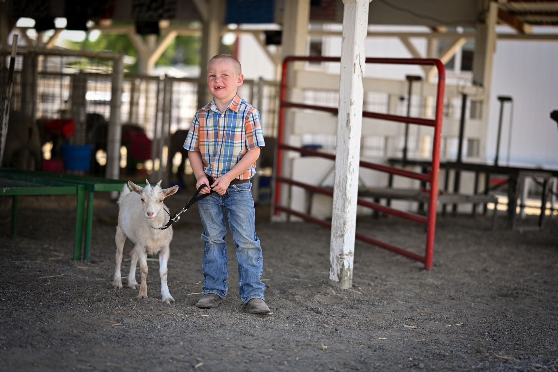 A young boy is standing next to a small goat on a leash.
