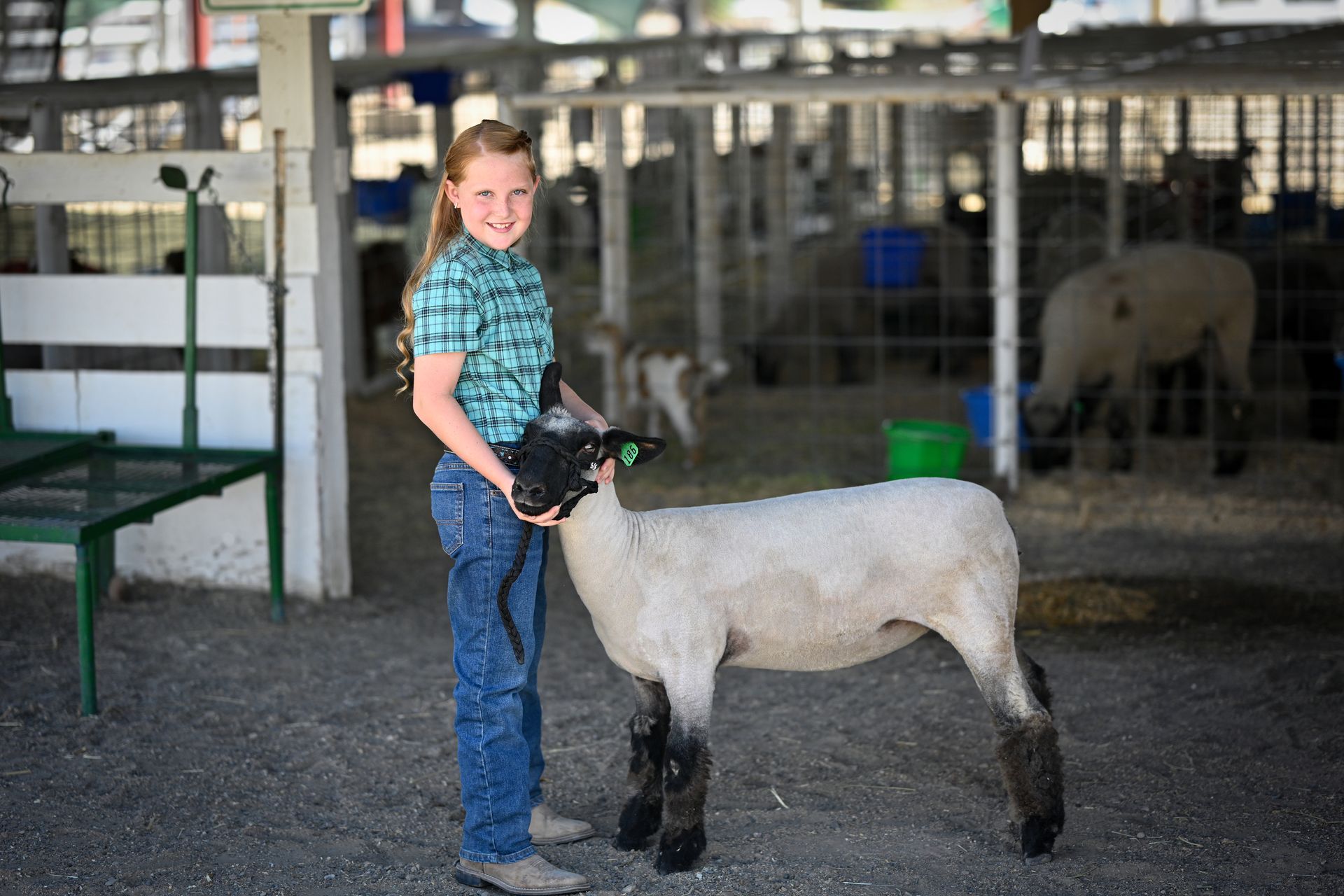 A young girl is standing next to a sheep in a pen.