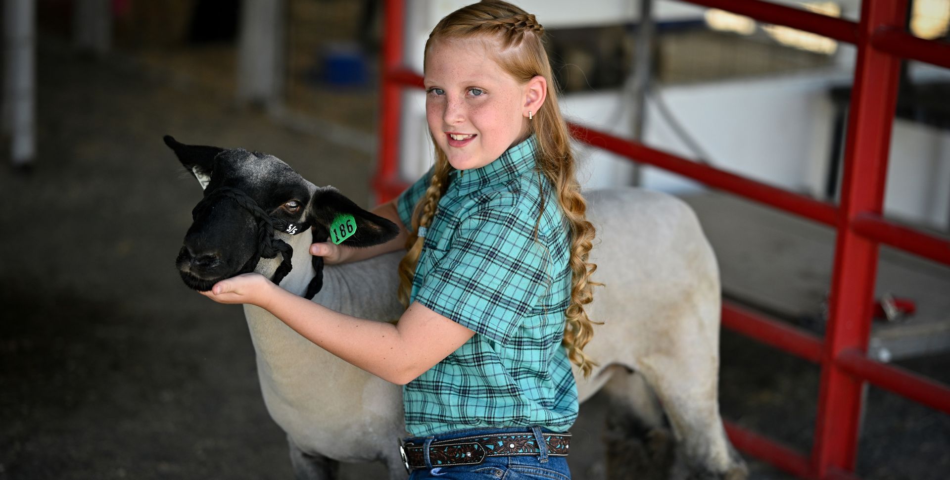 Girl in plaid shirt smiles, petting a black-faced sheep in a barn setting.