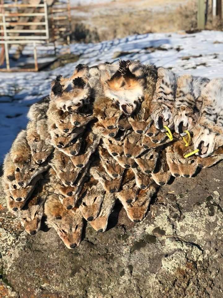 Fur Trappers photo