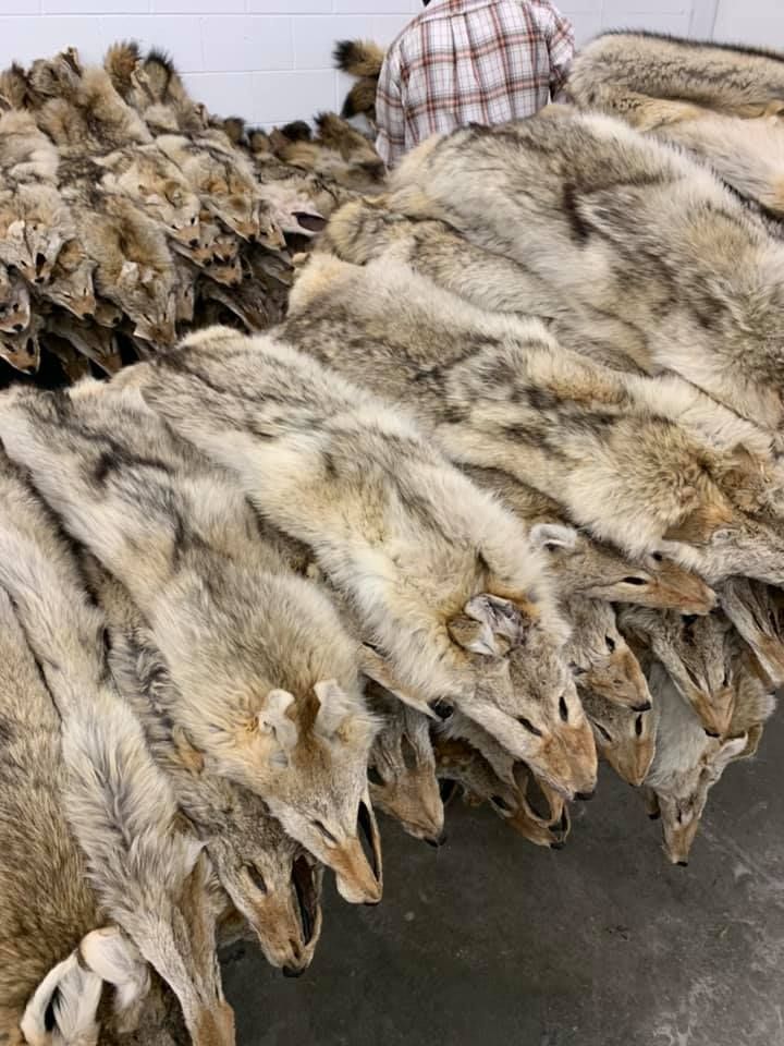 Fur Trappers photo