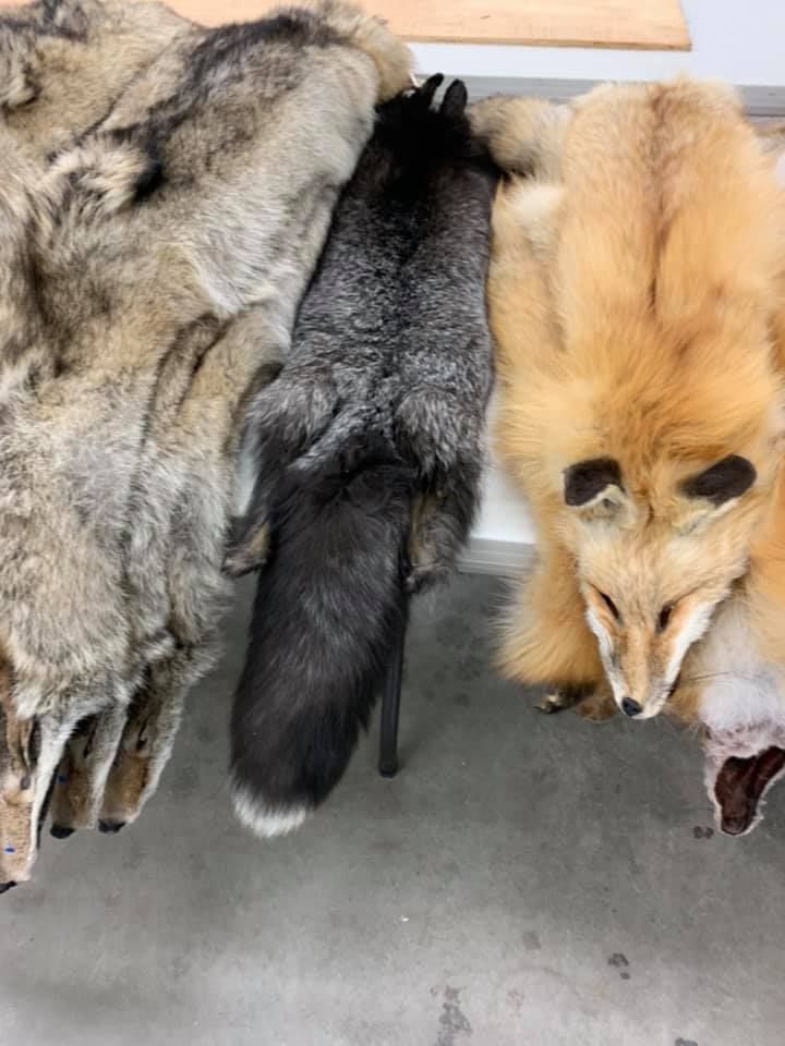 Fur Trappers photo