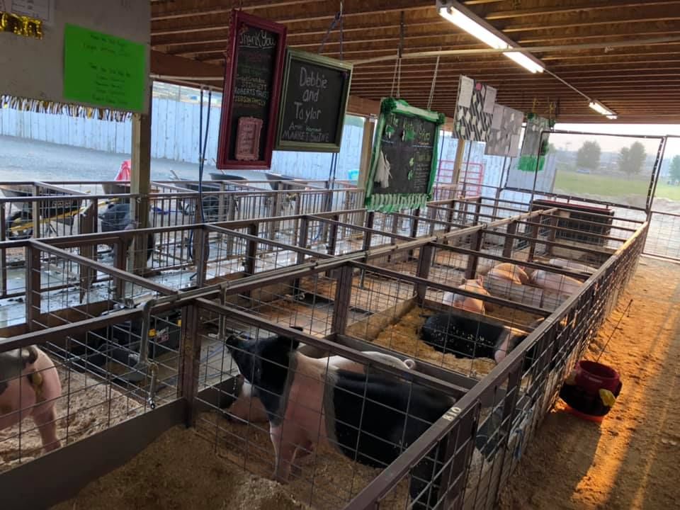 A group of pigs are laying in a pen in a barn.