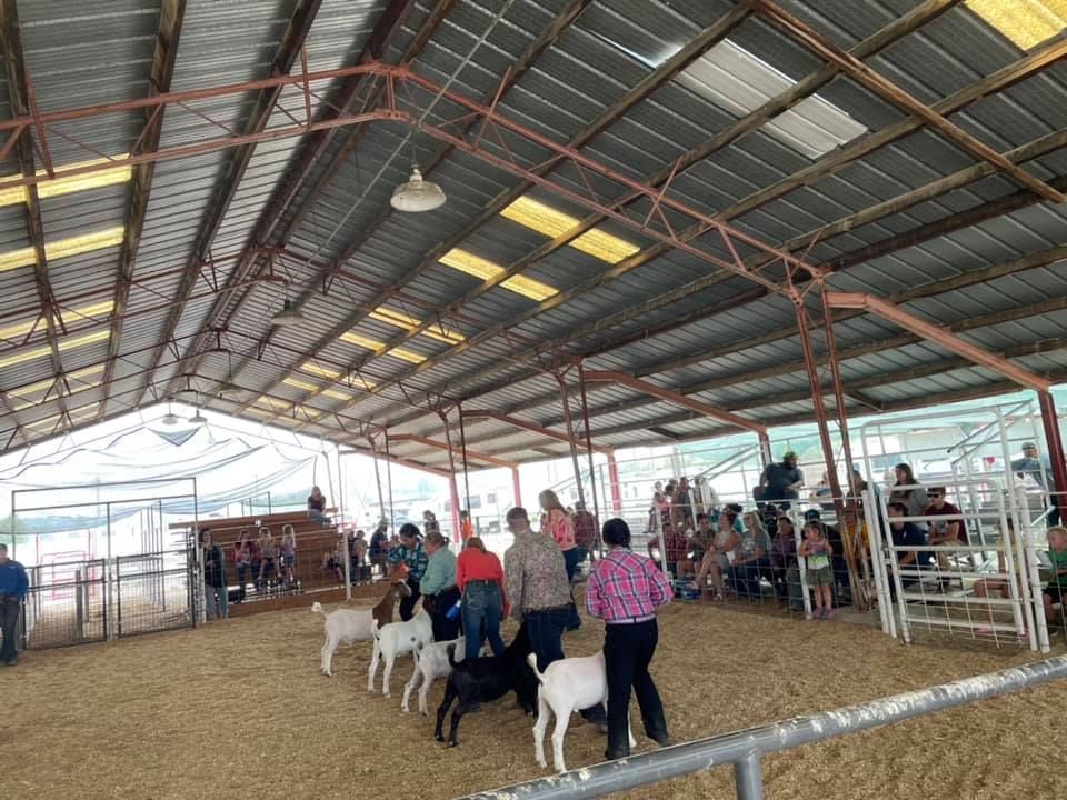 A group of people are standing in a barn with goats.