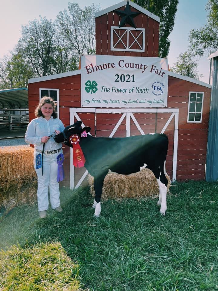 A girl is standing next to a black and white cow in front of a red barn.