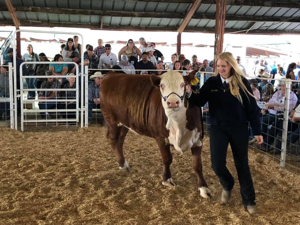 A woman is holding a brown and white cow in a pen.