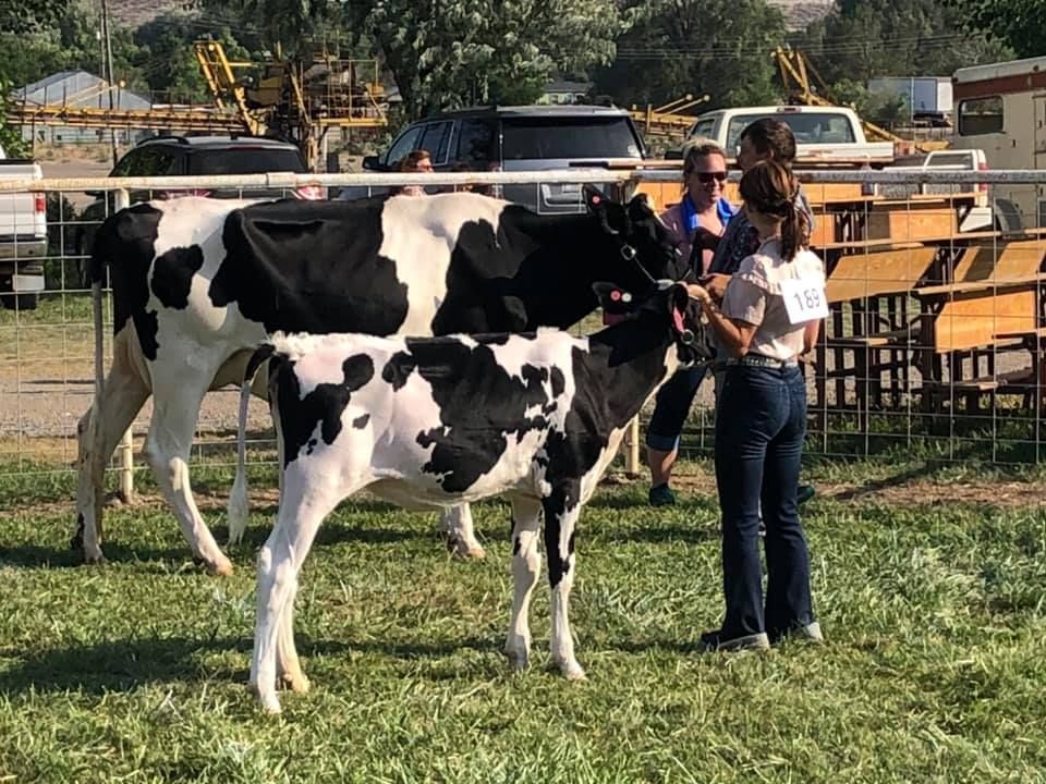 A woman is standing next to a black and white cow in a field.