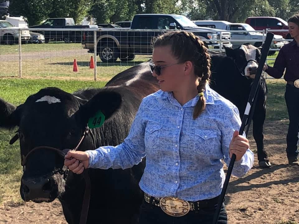 A woman is walking a cow on a leash at a cattle show.