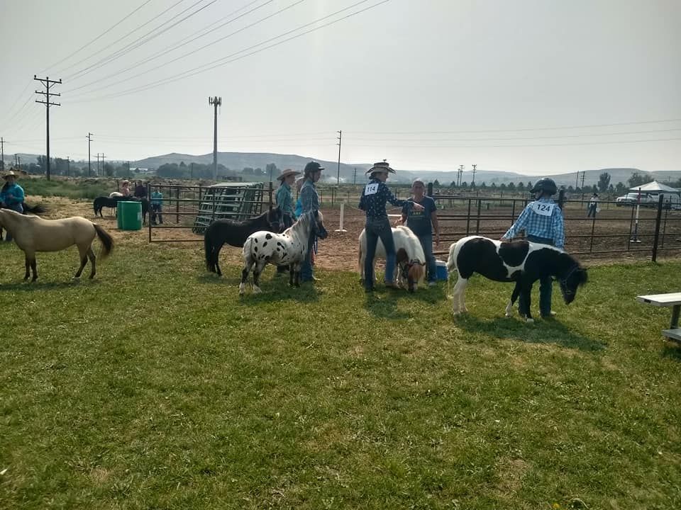 A group of people are standing in a field with ponies.