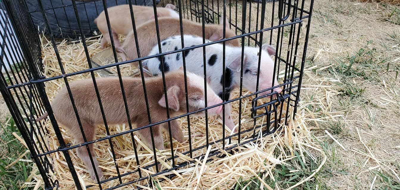 Three piglets are sleeping in a cage on hay.