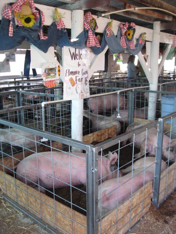Pigs in a pen with a sign that says welcome