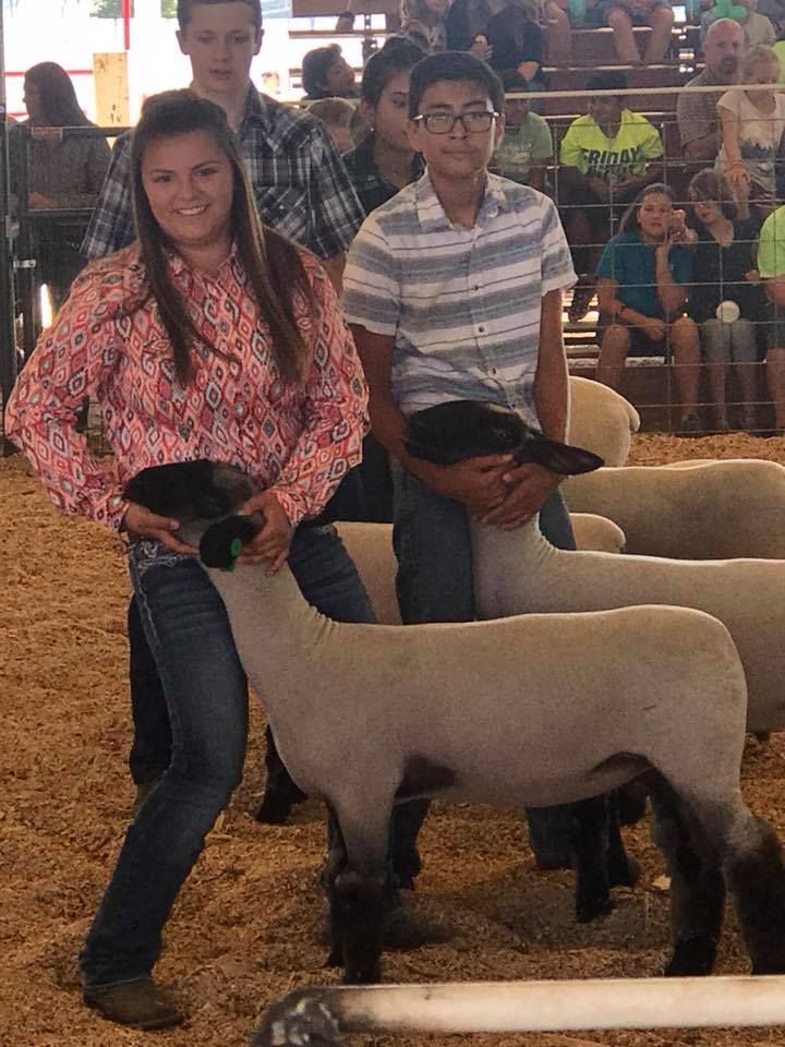 A group of people are standing around a sheep in a pen.