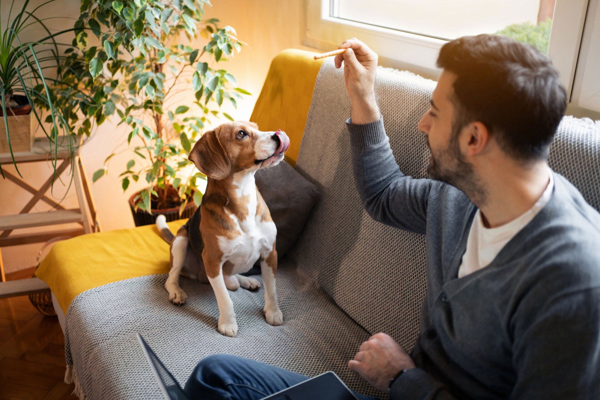 Man With A Dog In Sofa | Brookline, MA | No Bones About It