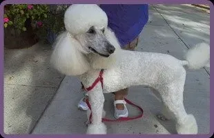 White Dog With Rope | Brookline, MA | No Bones About It