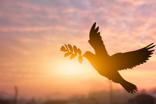 Silhouette of a bird flying at sunset, carrying an olive branch against a warm orange sky