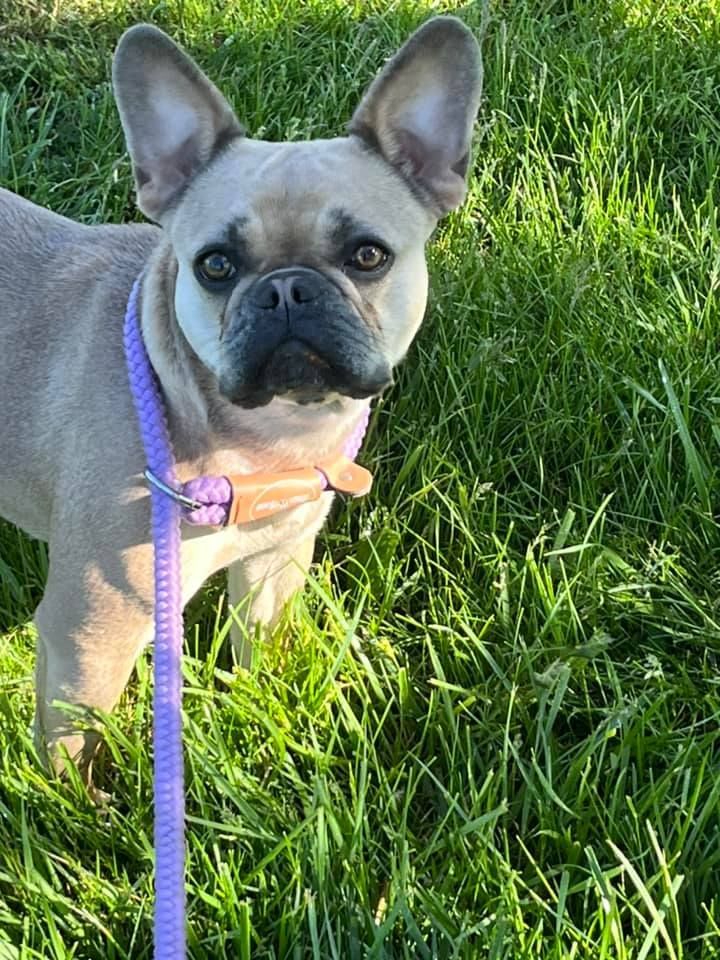 a french bulldog wearing a purple leash is standing in the grass .