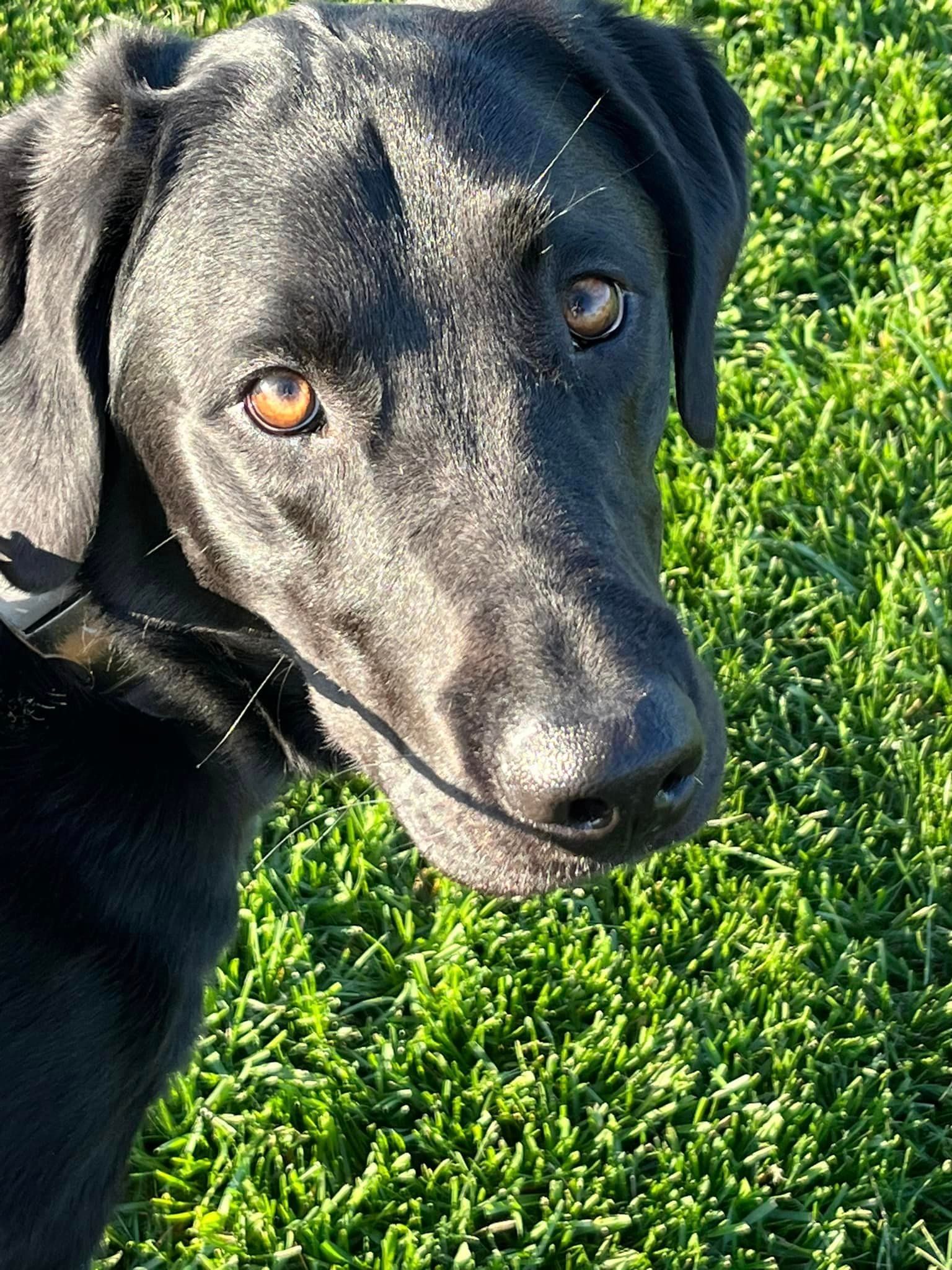 a black dog is standing in the grass and looking at the camera .