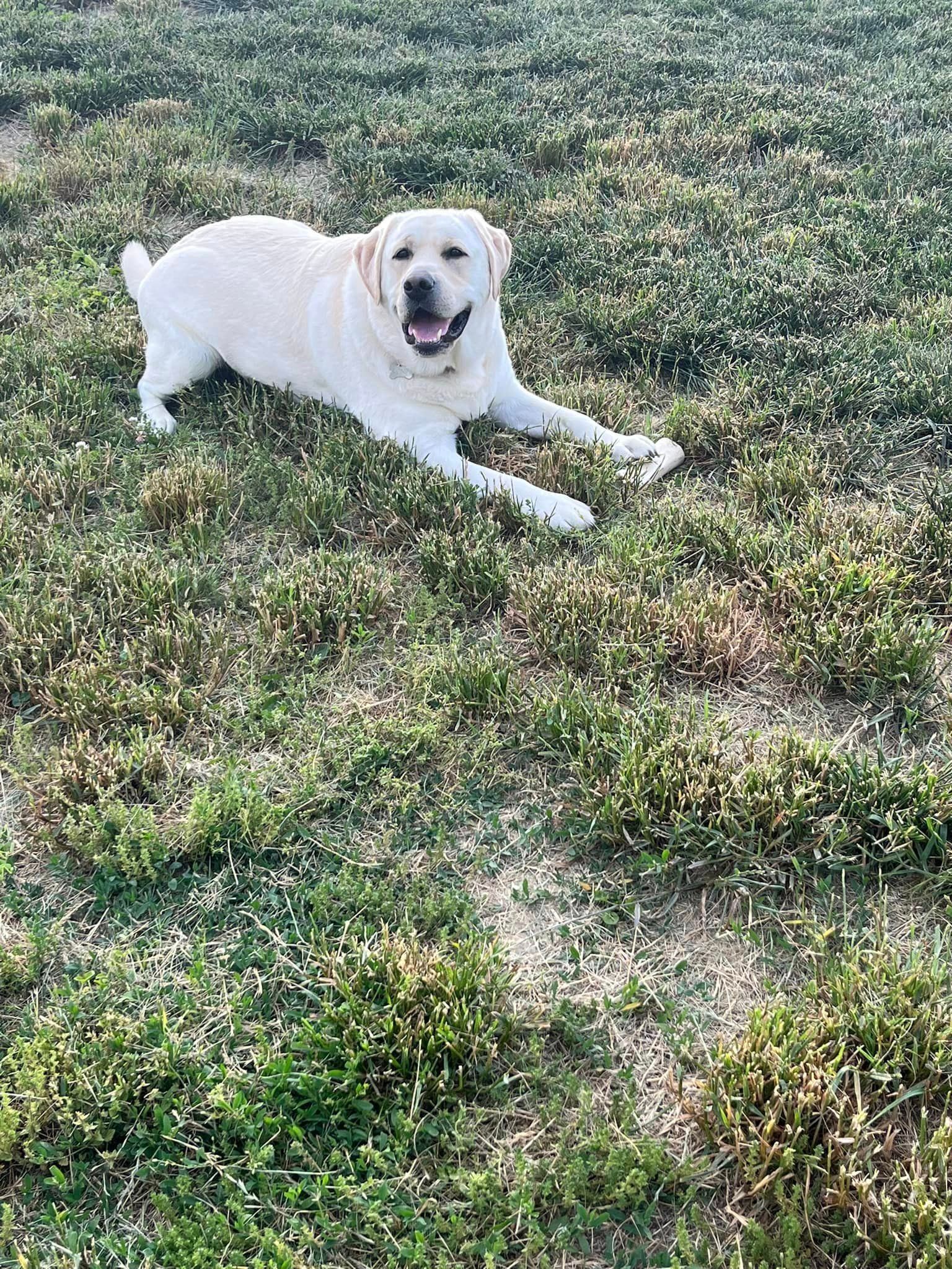 a white dog is laying in the grass in a field .