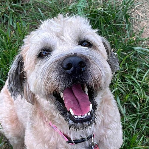 a small dog is sitting in the grass with its tongue hanging out.