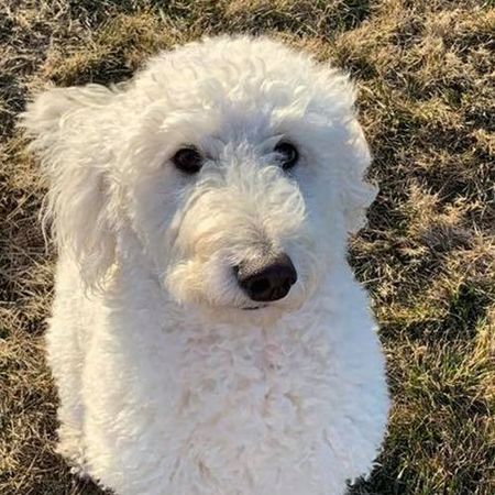 a white dog is sitting in the grass and looking up at the camera.