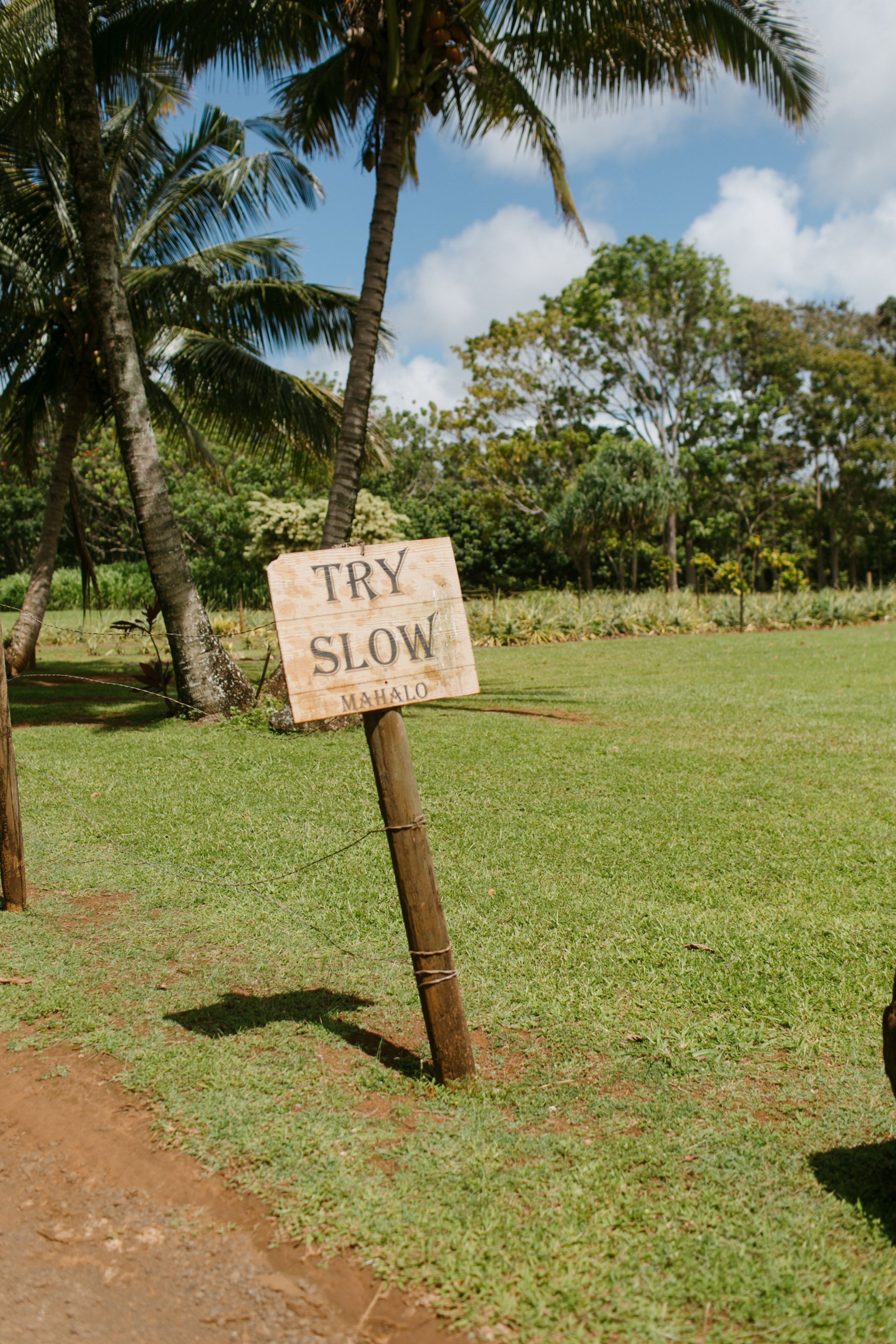 Handmade sign reading “TRY SLOW” on a grassy roadside under palm trees and a blue sky.