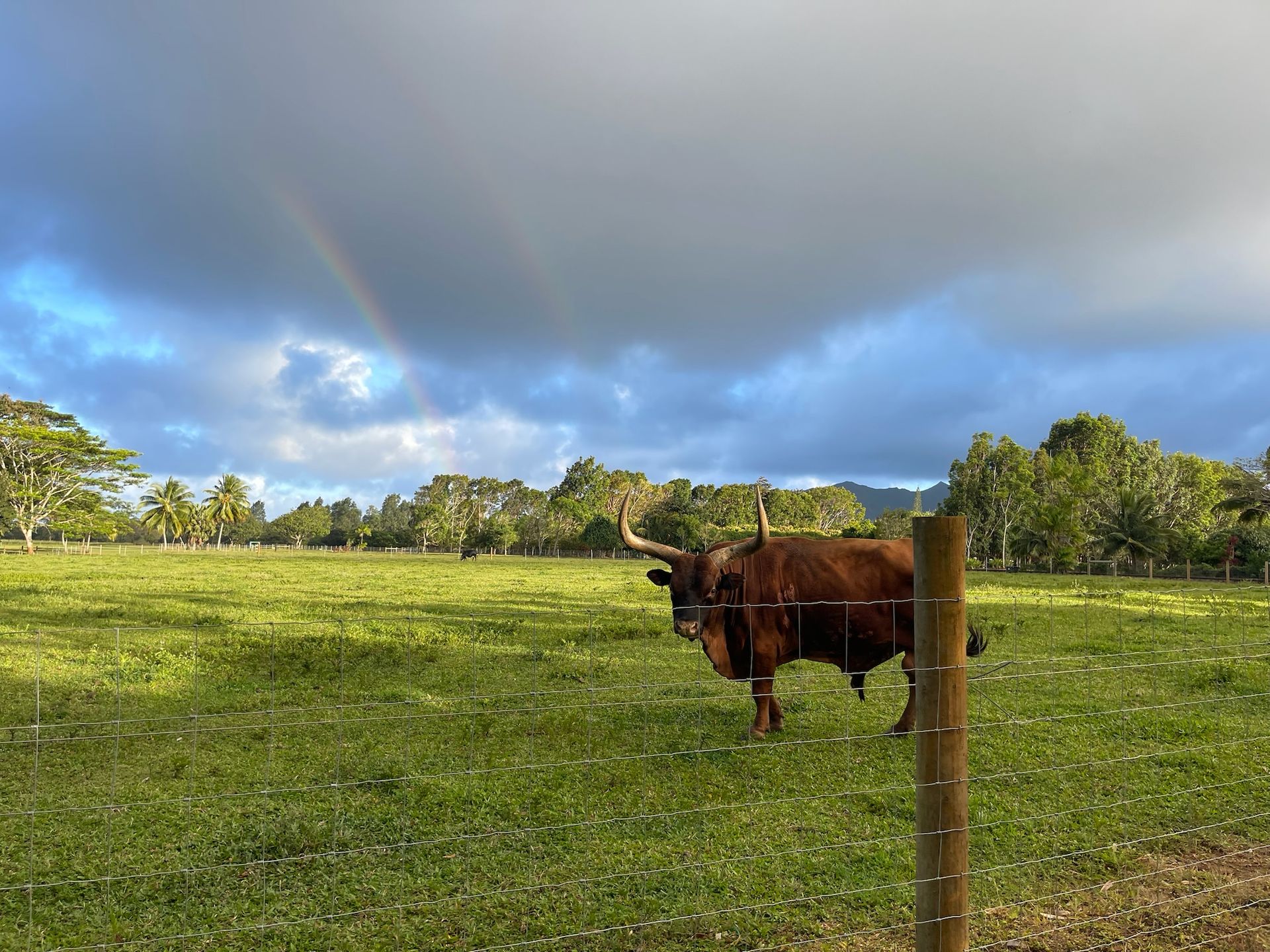 Brown cow standing in a green pasture near a wooden fence under a cloudy sky