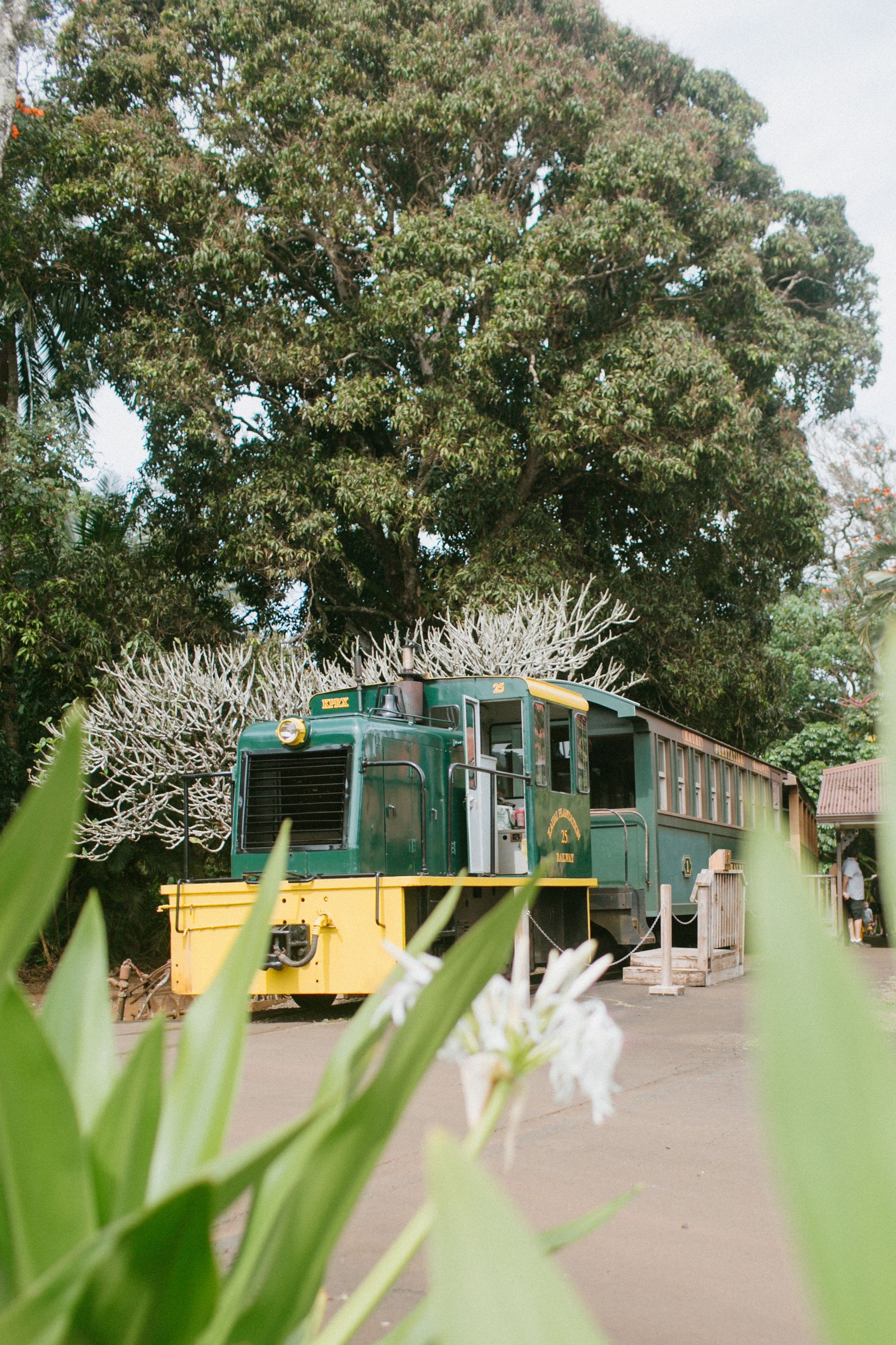 Green-and-yellow train on tracks beside a large tree, viewed through foreground leaves