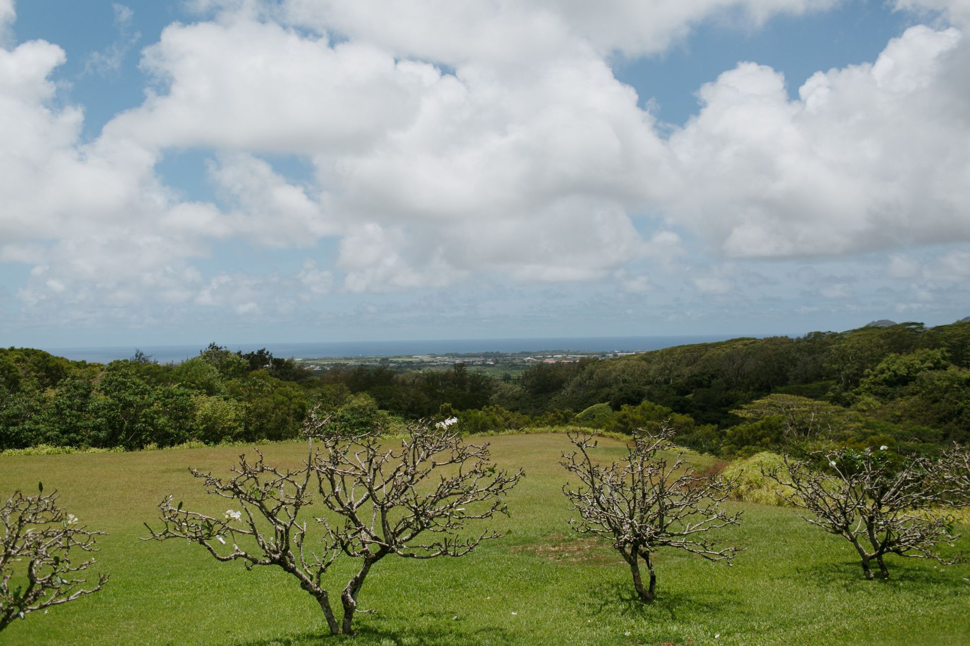 Grassy field with sparse trees under a cloudy sky, overlooking distant hills or ocean horizon
