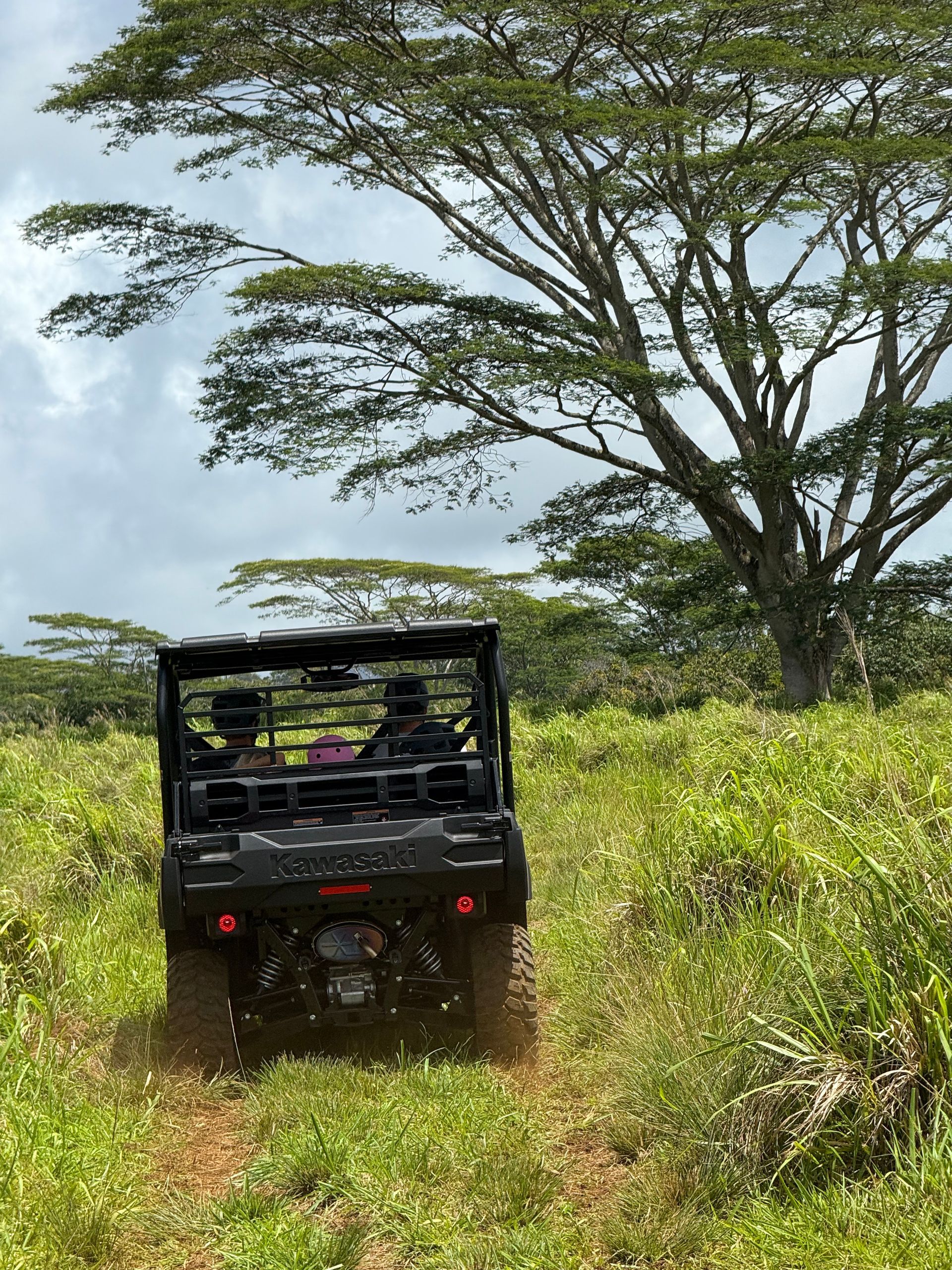 Open safari vehicle driving through tall grass under a large tree