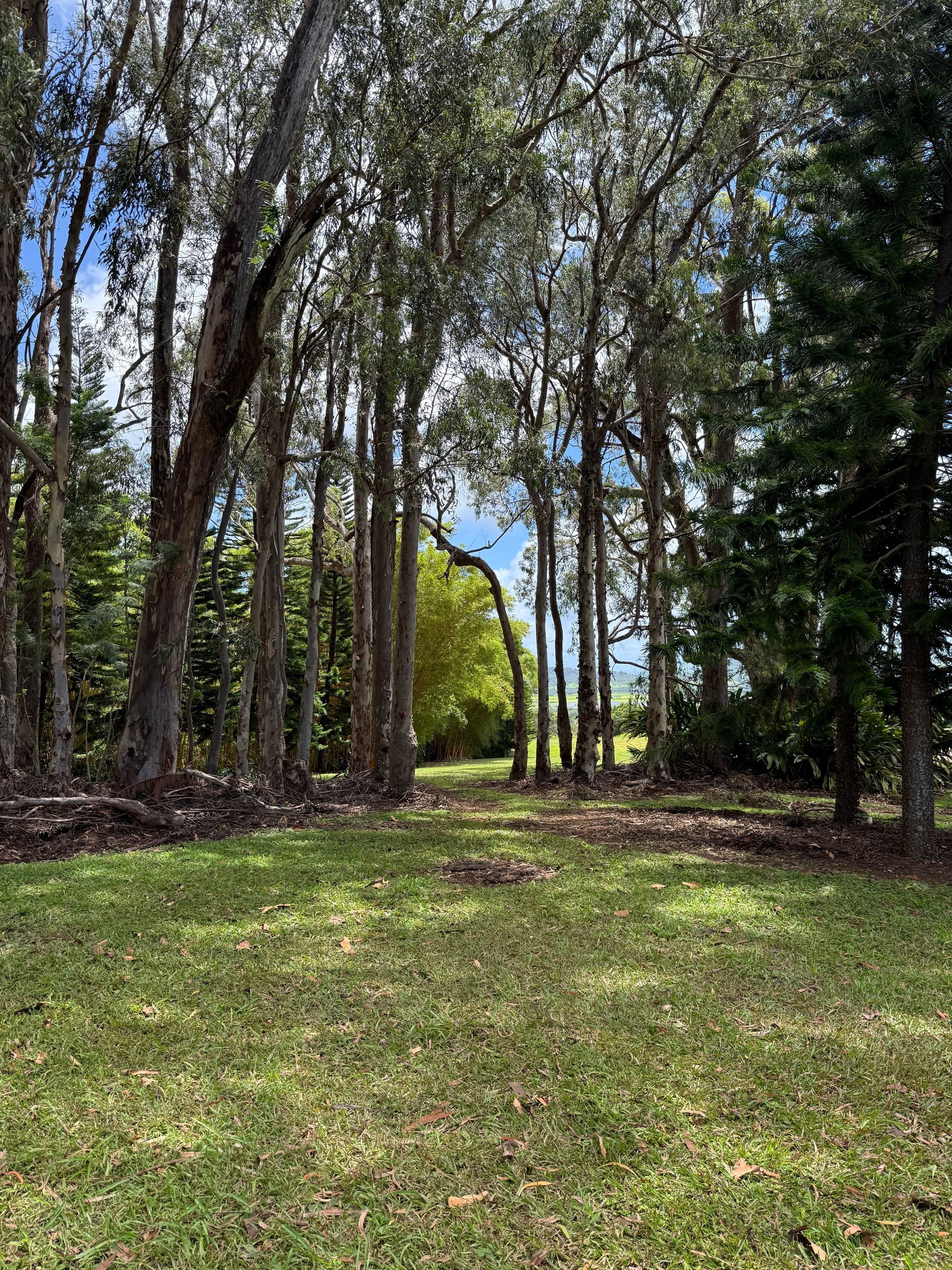 Shaded forest clearing with tall trees, green grass, and sunlight in the distance