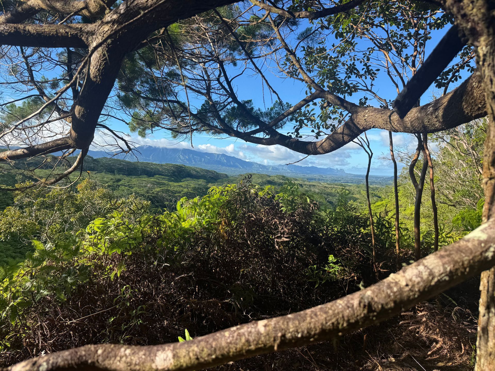 Tree branches framing a lush green forest and distant mountains under a bright blue sky