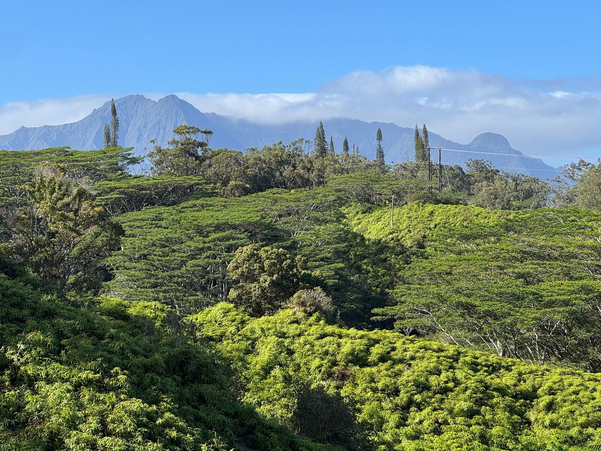Lush green forest with distant blue mountains under a partly cloudy sky