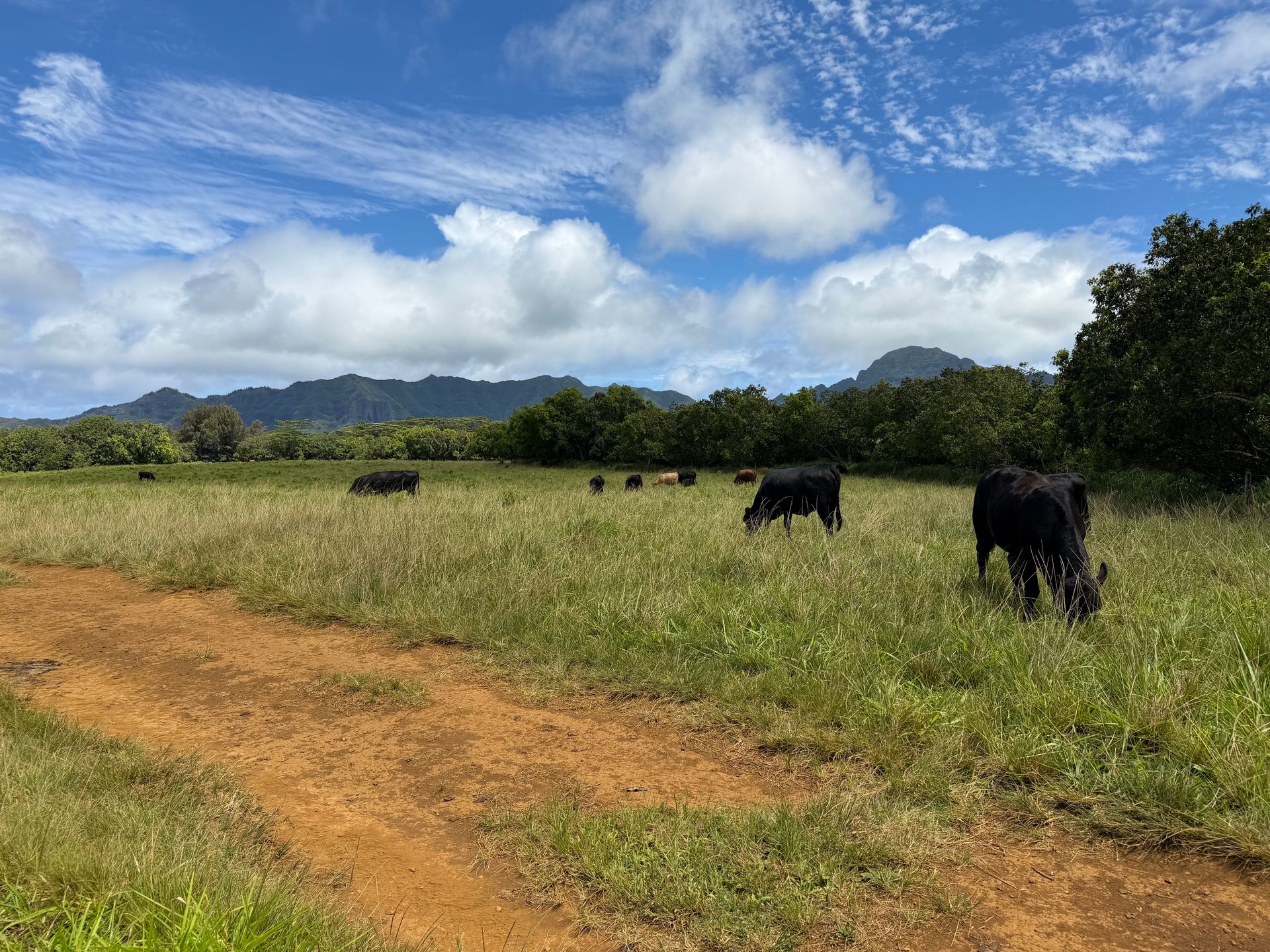 Cattle grazing in a grassy field beside a dirt path under a blue sky with clouds and distant mountains
