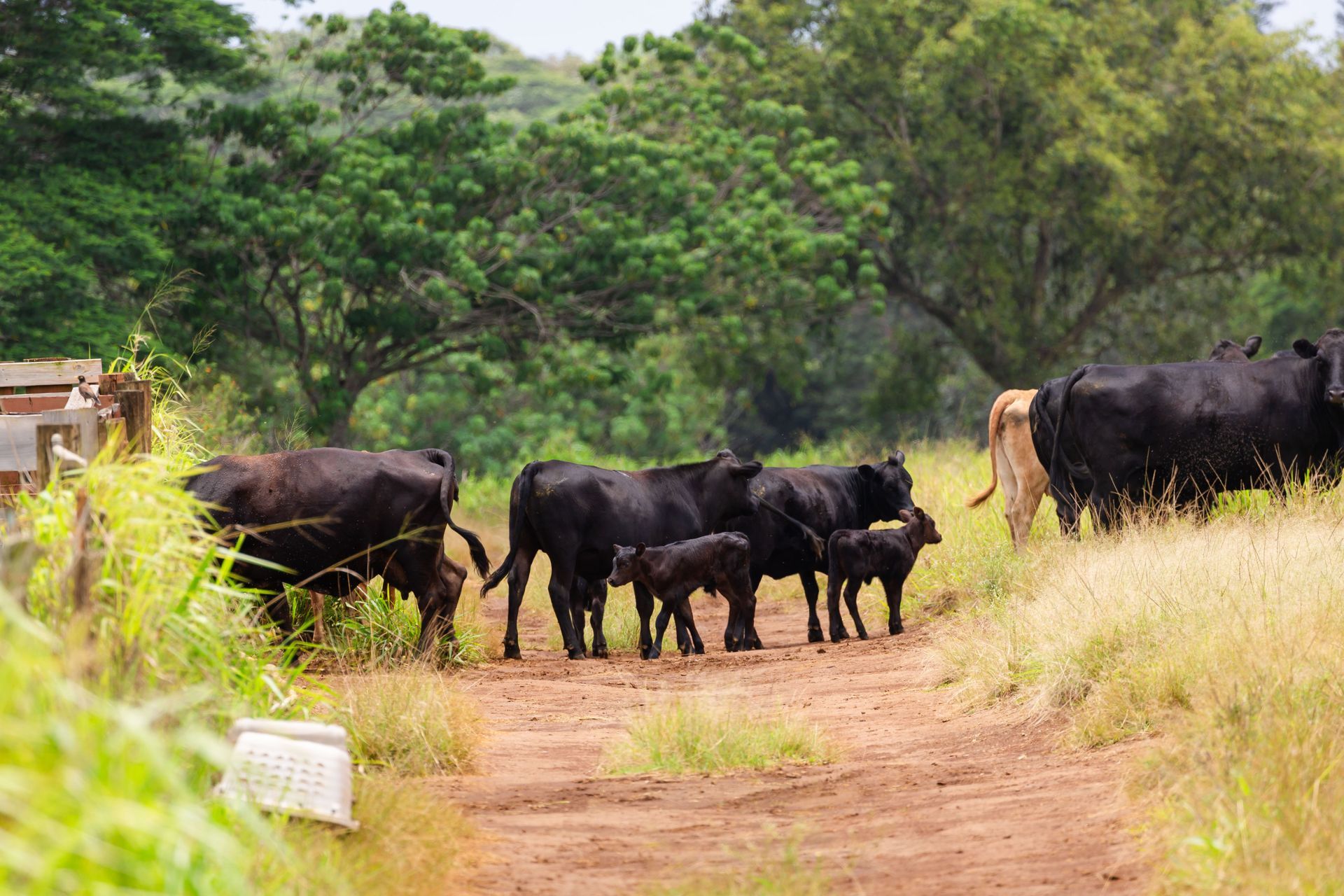 Cattle standing on a dirt path in a green rural landscape with trees and tall grass