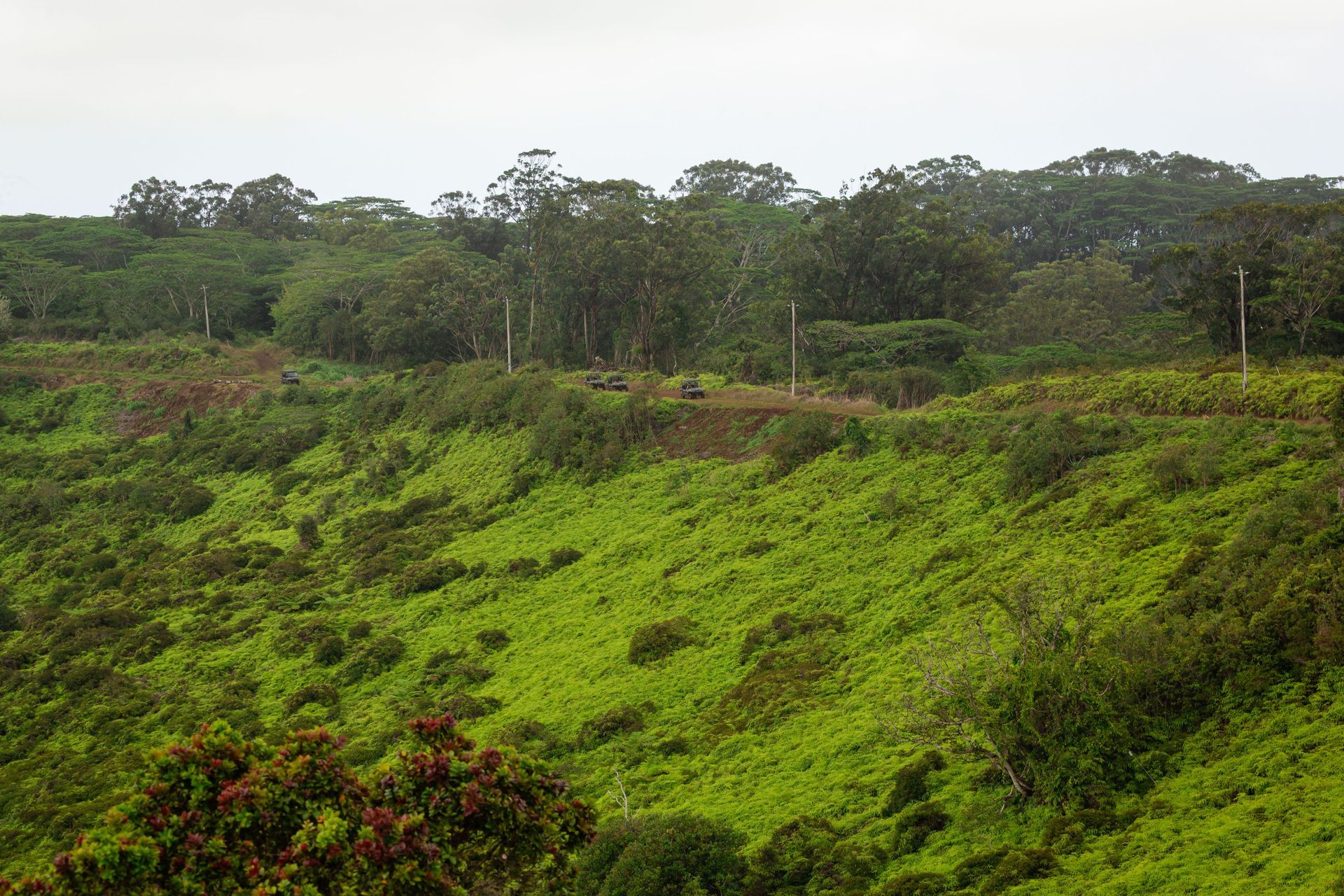 Lush green hillside with trees and dense forest under an overcast sky