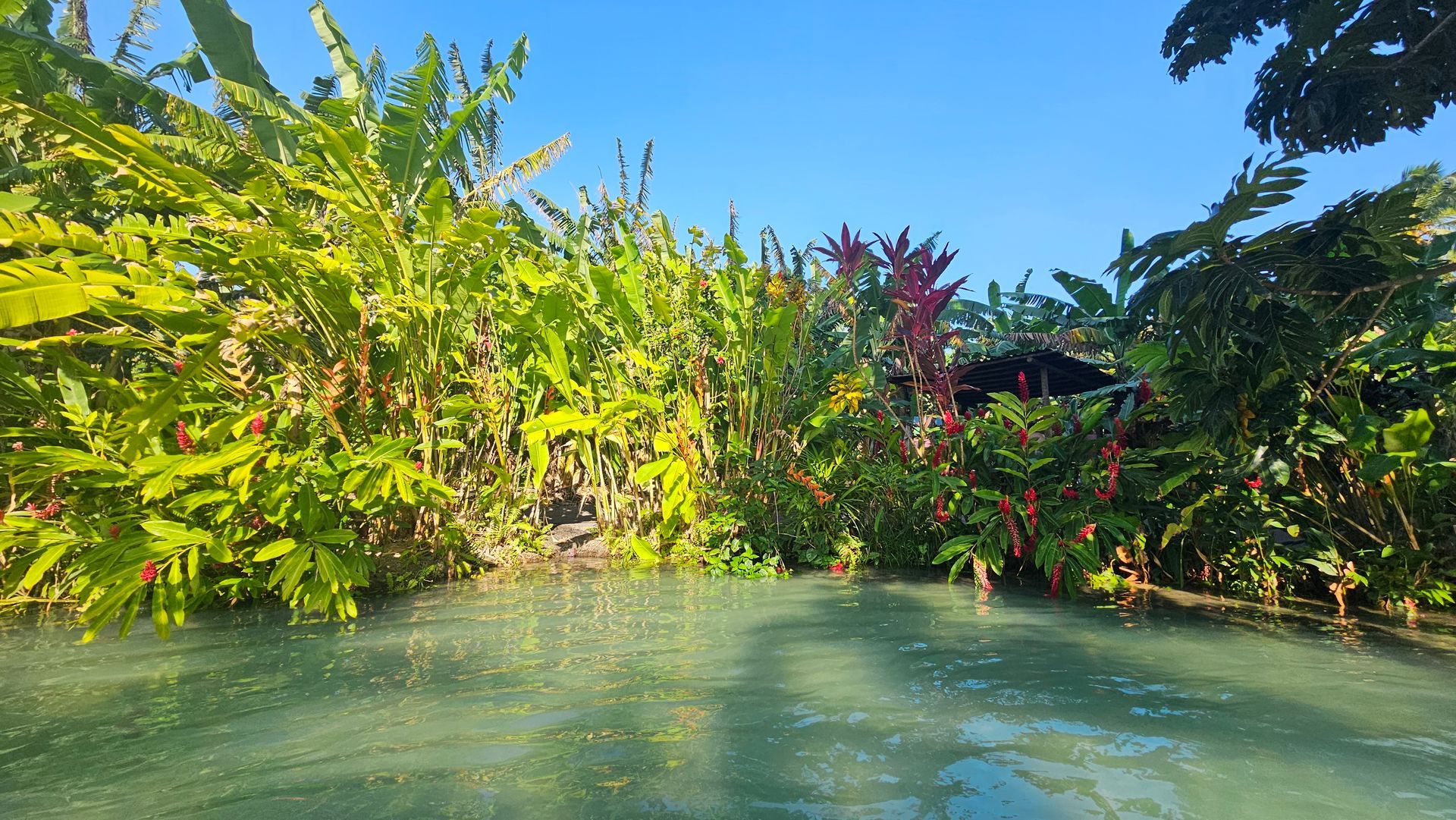 Lush green and red plants border blue water under a clear sky.