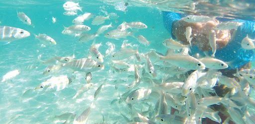 School of fish swimming around a person's hand underwater. Turquoise water, sunlight.