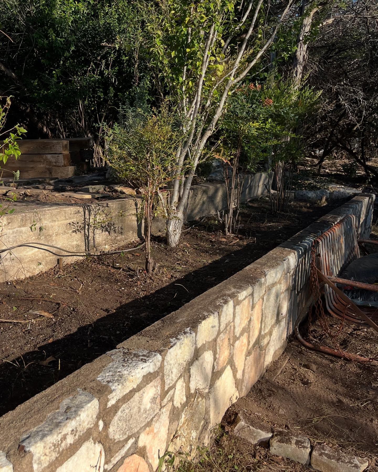 A stone retaining wall curves through a terraced garden bed with small trees and shrubs under dappled sunlight.
