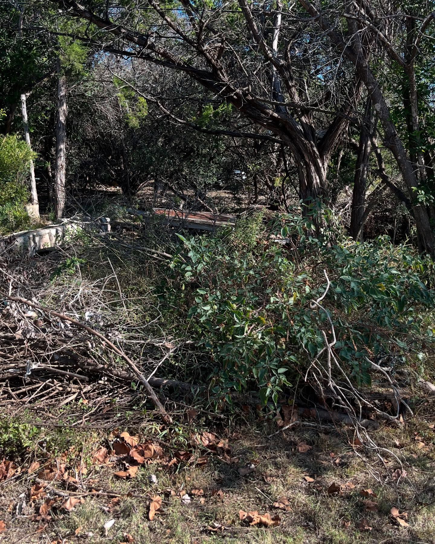 A dense thicket of green shrubs and bare, tangled branches set against a backdrop of trees in a natural outdoor area.