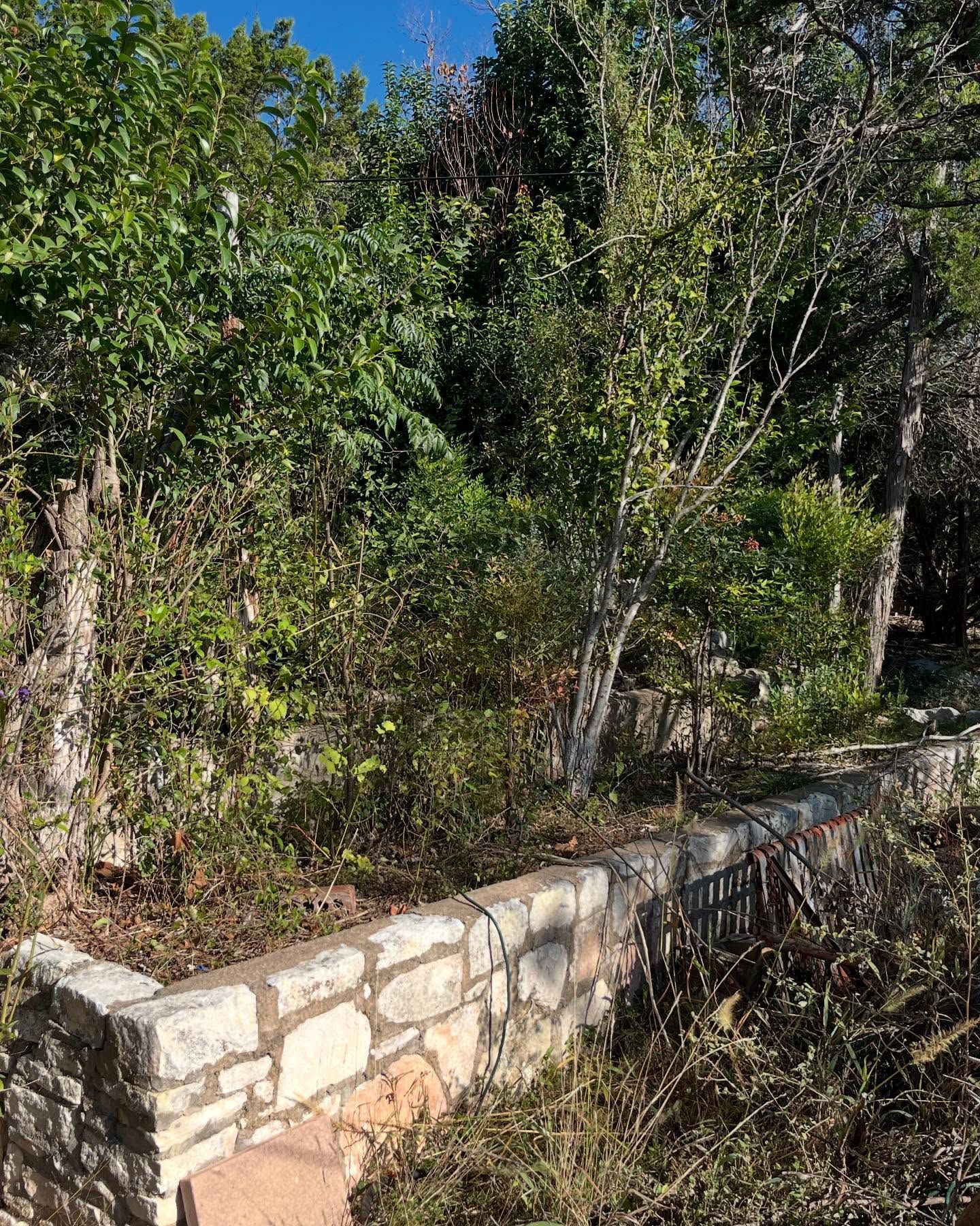 A low, dry-stone wall borders a dense, overgrown patch of trees and shrubs under a bright blue sky.
