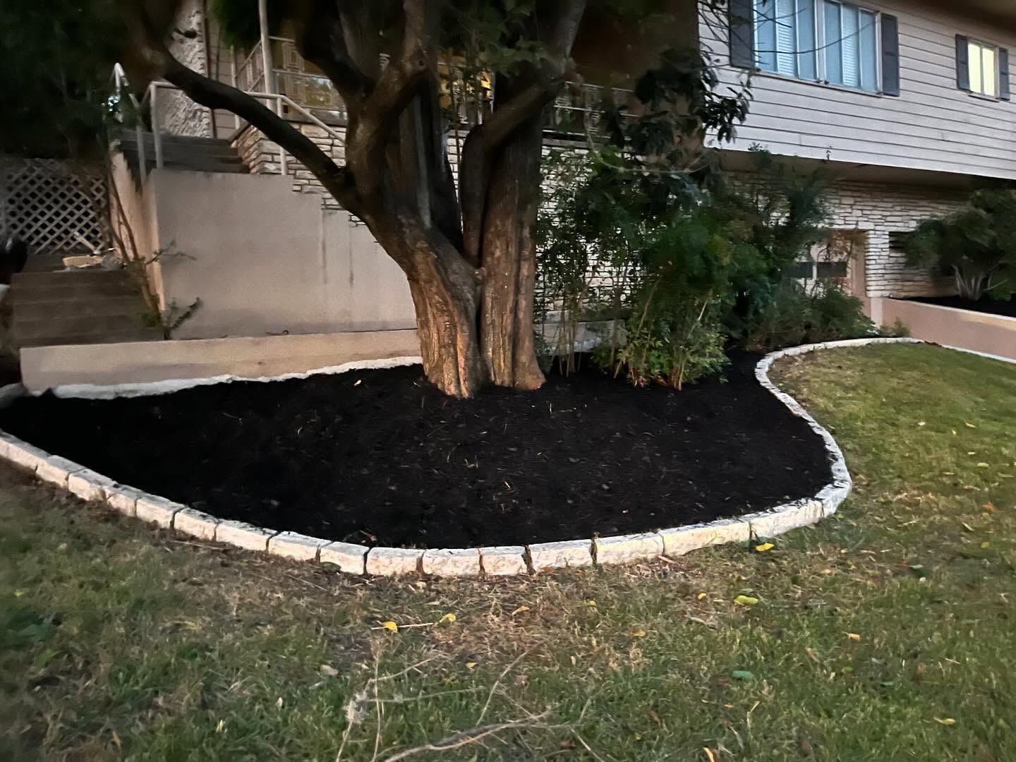 A large tree in a garden bed with black mulch, bordered by light-colored paving stones in front of a residential house.