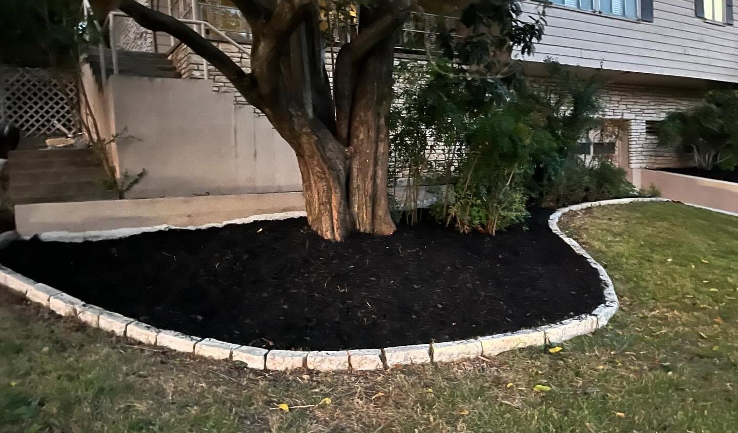 A large tree with dark mulch landscaping, bordered by light stone pavers in a residential yard.