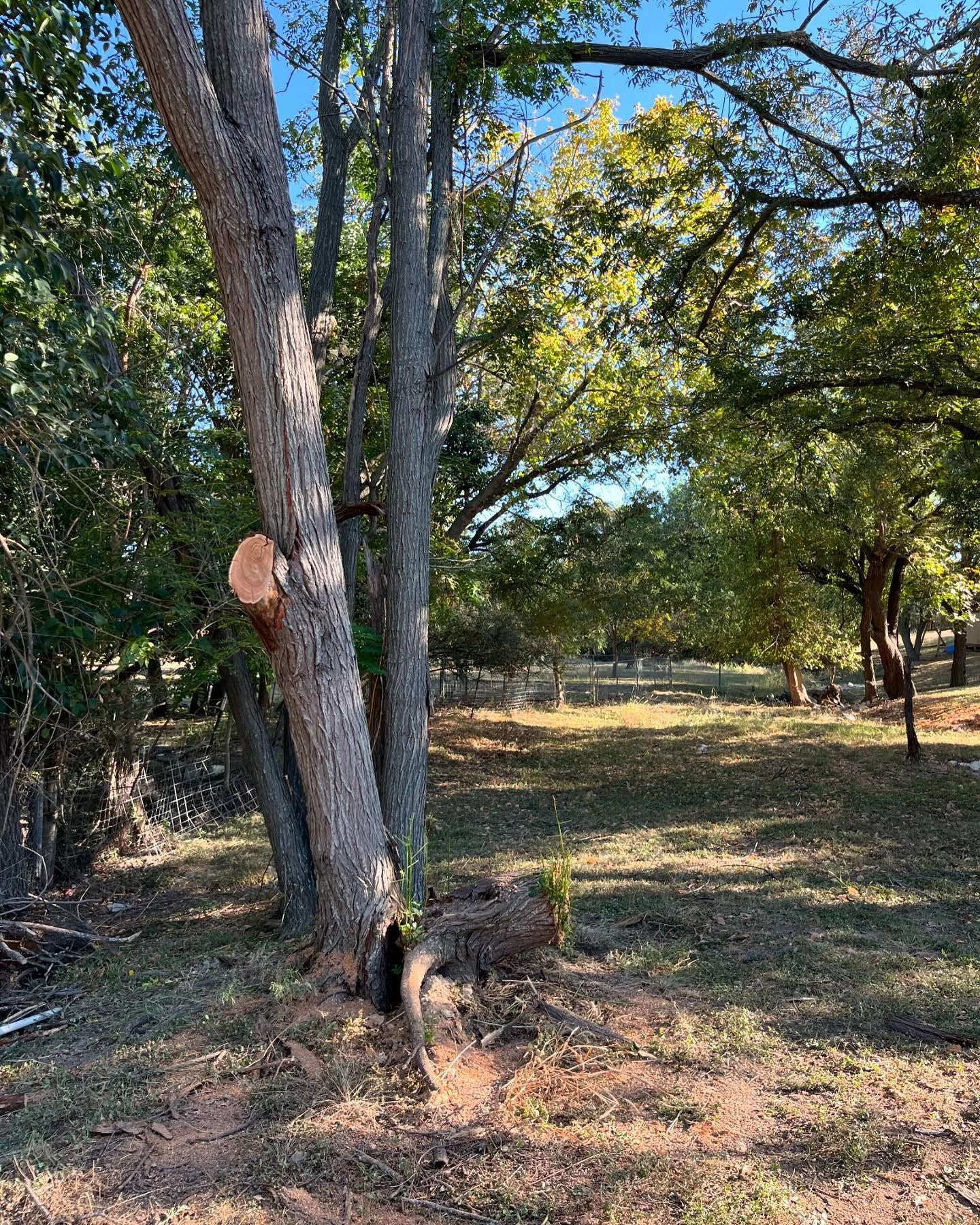 A tall, leaning tree with a fresh cut branch stands in a grassy, sunlit wooded area.