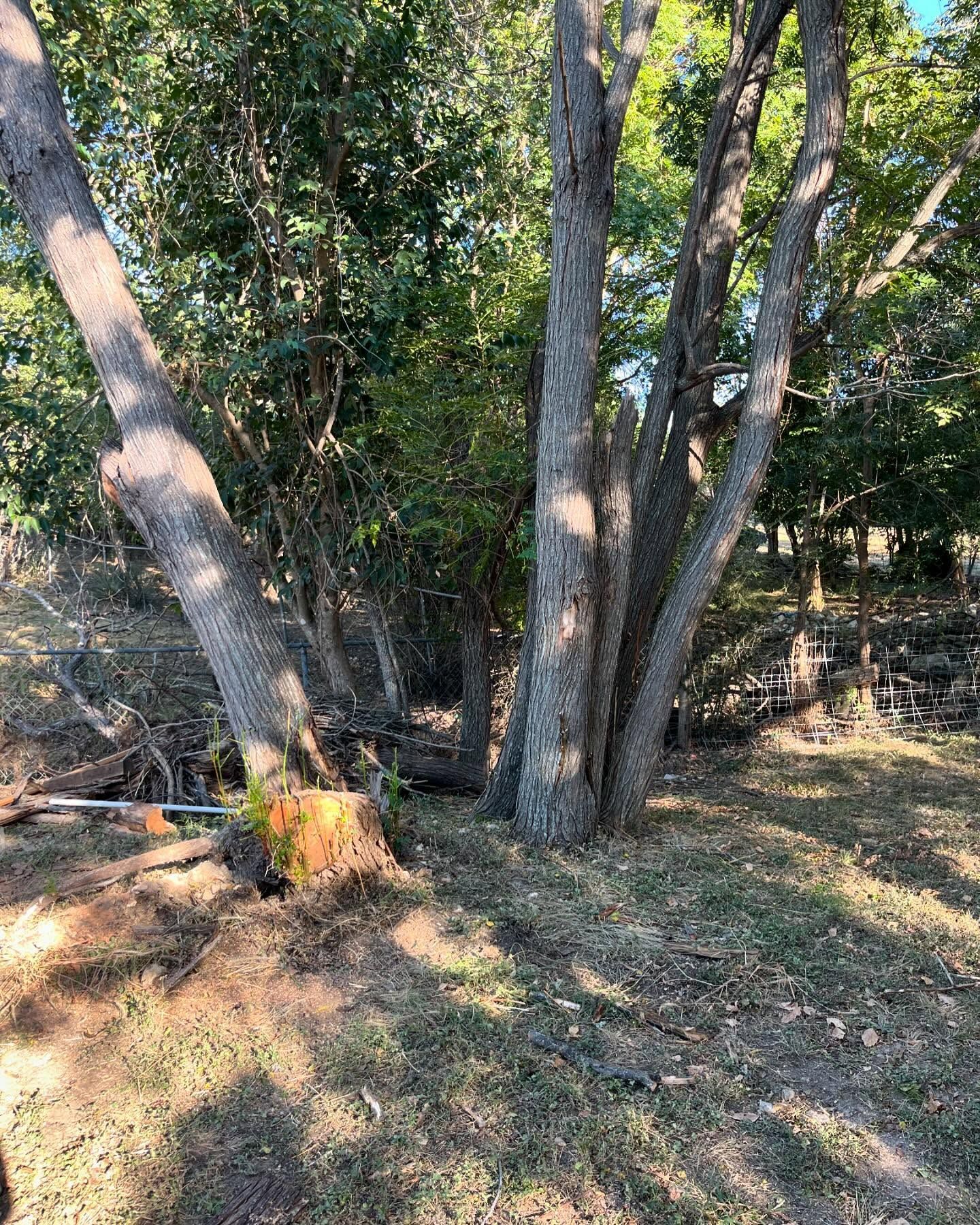 A cluster of trees stands in a wooded area, with a freshly cut tree stump in the foreground.