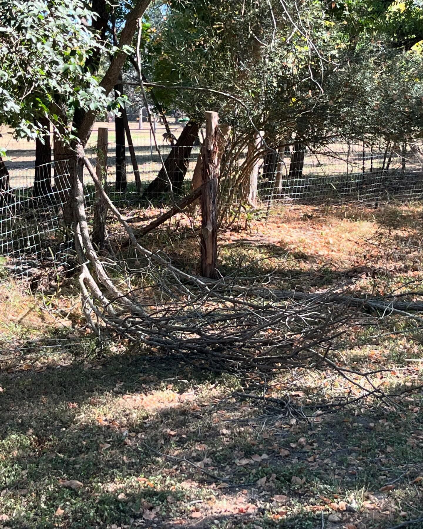 A tree branch has fallen onto a wire fence in a sunlit outdoor area with dry grass and surrounding trees.