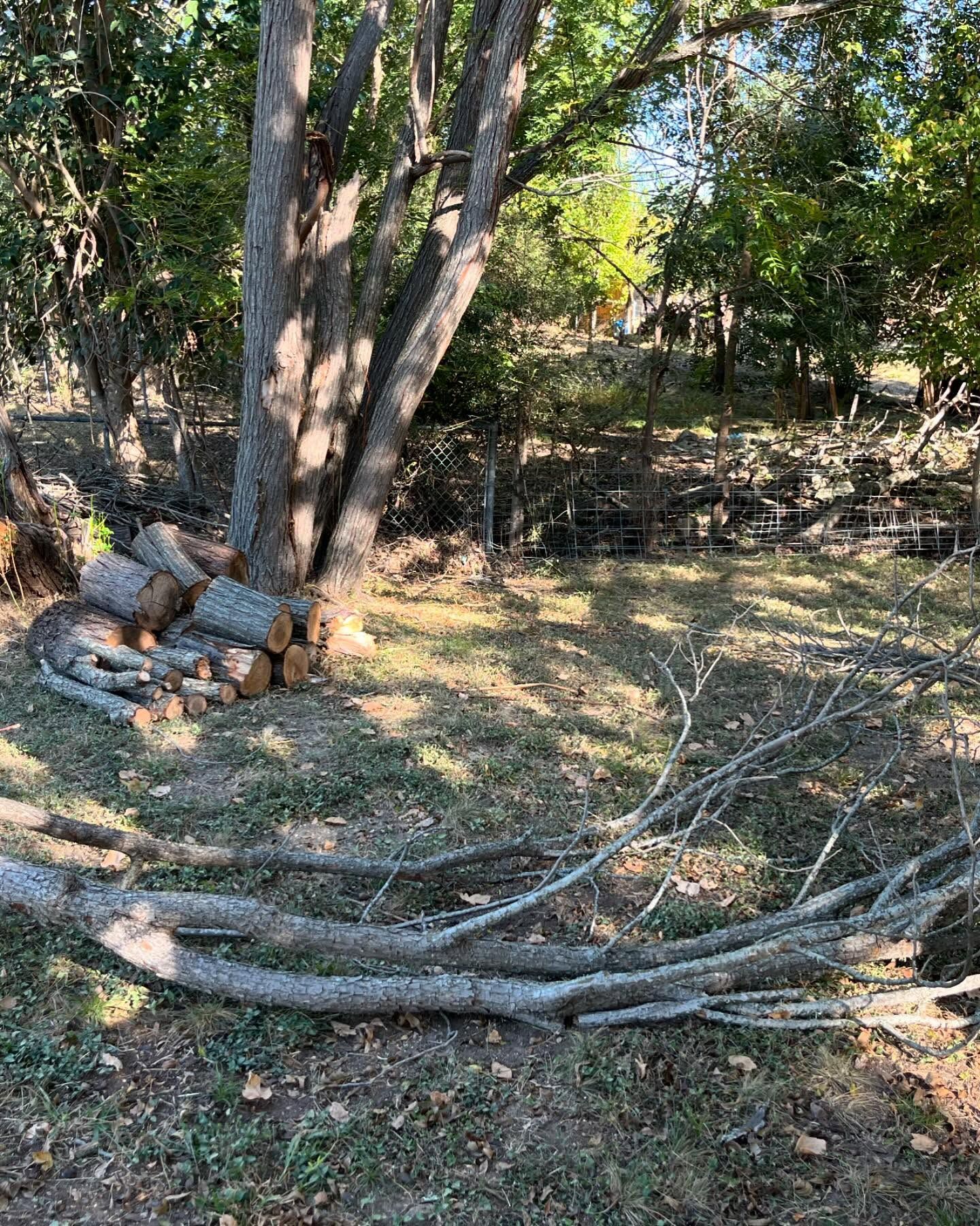 A woodpile sits beside a tall tree in a sunlit yard with several fallen branches scattered across the grass.